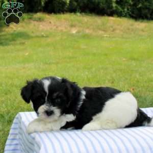 Kamila, Shih-Poo Puppy